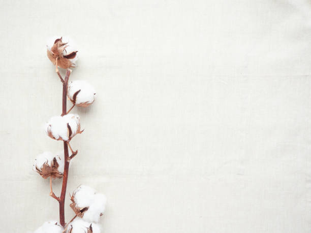 cotton flowers on cotton cloth - cotton smooth green plant imagens e fotografias de stock