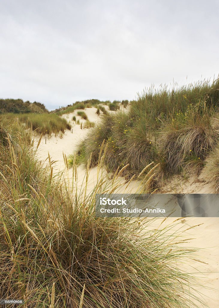 Sandy path Sandy path in the dunes nature reserve in Flanders, Belgium Sand Dune Stock Photo