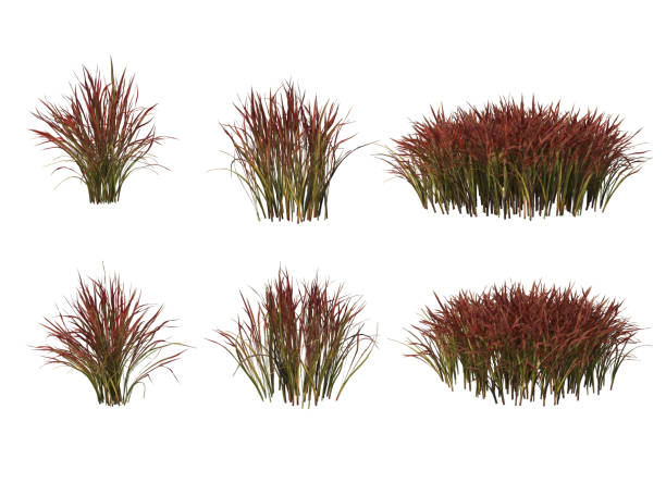 istock 3d render Shrubs and flower on a white background 1459104120