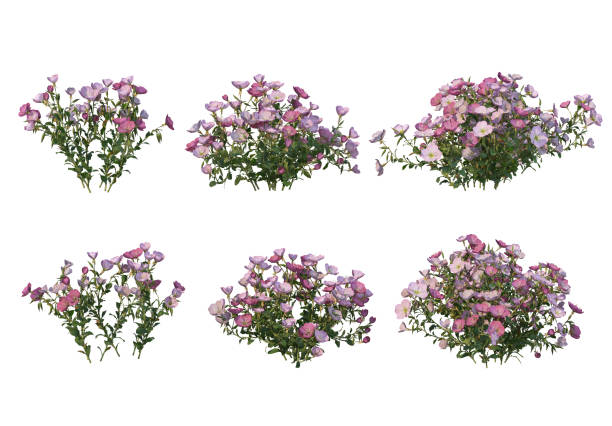 istock 3d render Shrubs and flower on a white background 1459104217