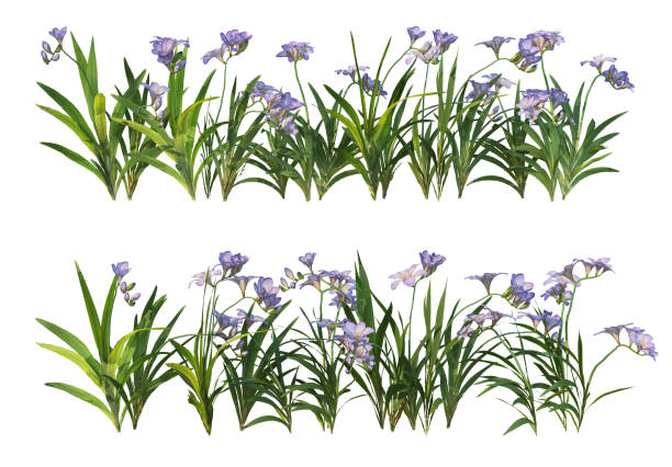 istock 3d render Shrubs and flower on a white background 1459104235