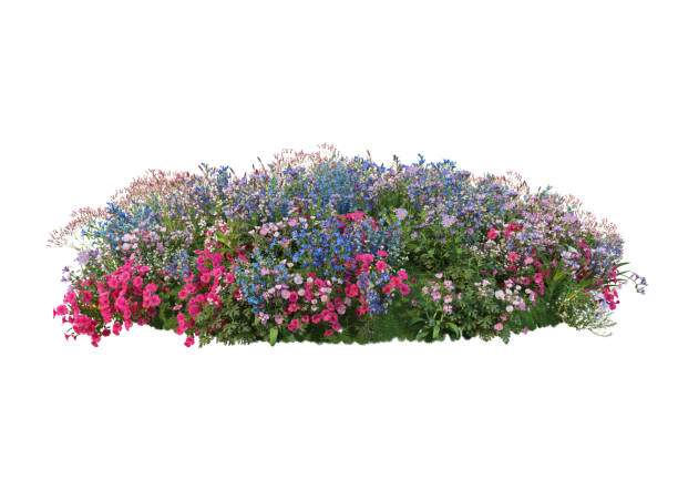 istock 3d render Shrubs and flower on a white background 1459104298