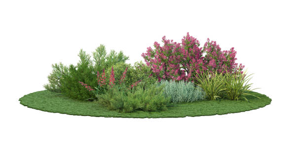 istock 3d render Shrubs and flower on a white background 1459104426