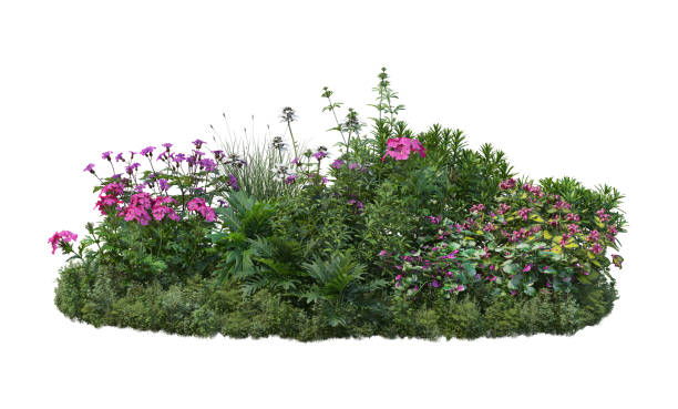 istock 3d render Shrubs and flower on a white background 1459104498