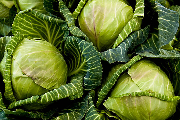 Cabbages stock photo