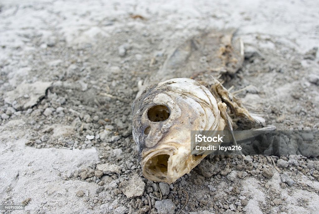 Fisch Skelett in Getrocknete bis pond - Lizenzfrei Aquakultur Stock-Foto