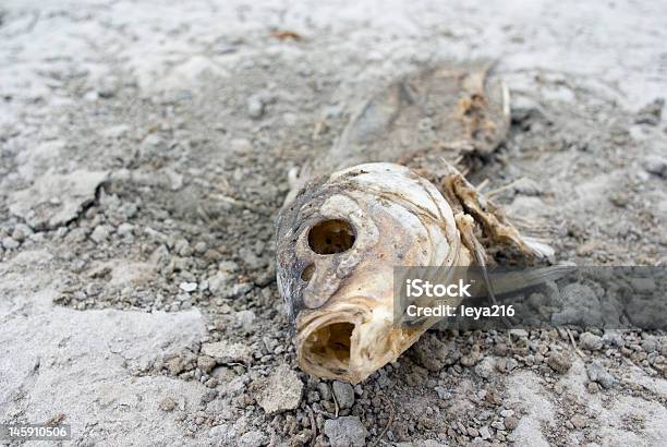 Fisch Skelett In Getrocknete Bis Pond Stockfoto und mehr Bilder von Aquakultur - Aquakultur, Ausgedörrt, Erdreich