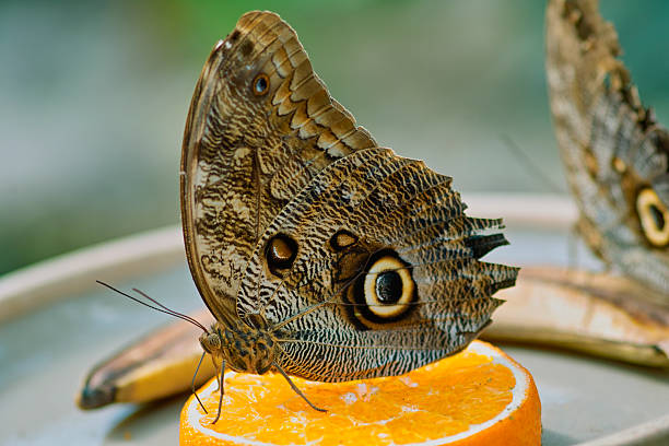 Owl butterfly stock photo