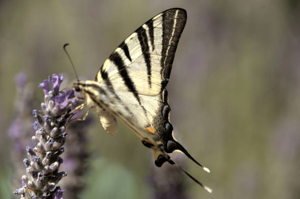 希少なアゲハチョウ(イフィクリデス・ポダリリウス)ラベンダーの - scarce swallowtail ストックフォトと画像