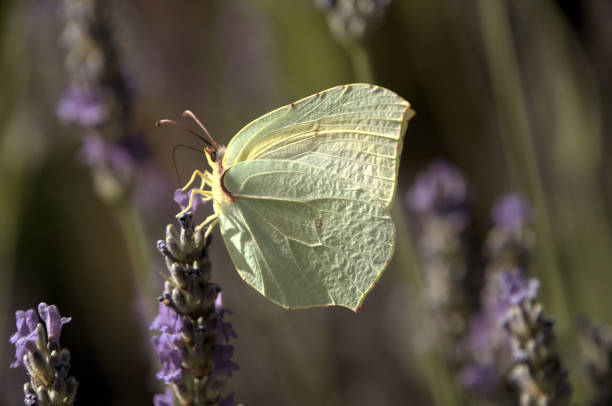 istock Brimstone butterfly (Gonepteryx rhamni) feeding on lavender 1459107179