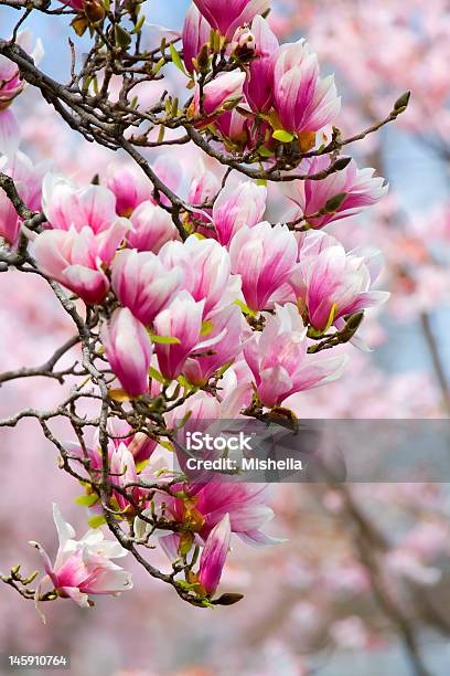 Photo libre de droit de Fleur De Magnolia banque d'images et plus d'images libres de droit de Affectueux - Affectueux, Arbre, Arbre en fleurs