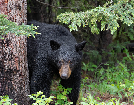 A mother Black Bear in Jasper National Park