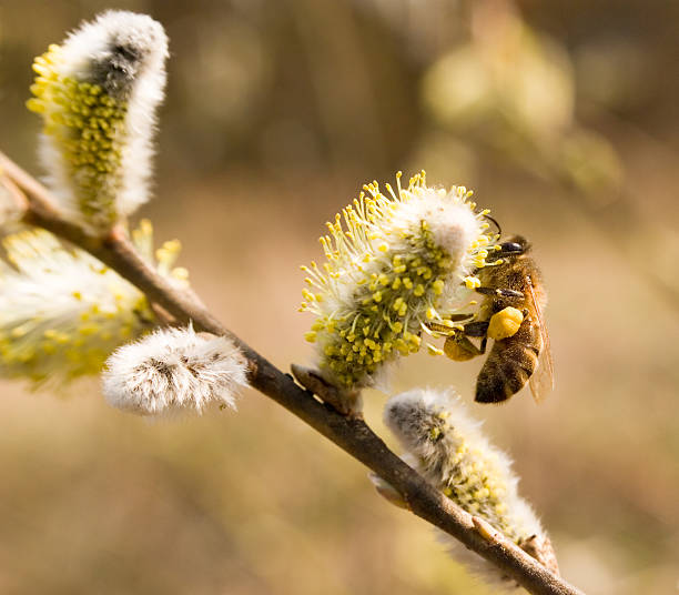 Working bee stock photo