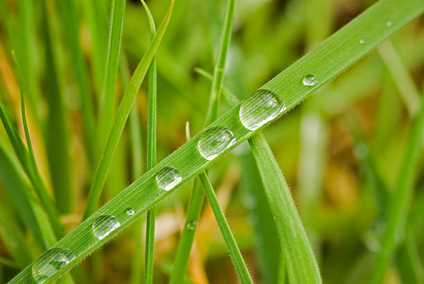 Water drops on the grass stock photo