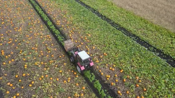 Photo of farmer's tractor in pumpkin field with harvester