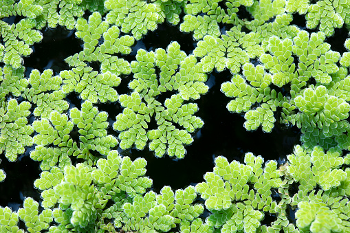 Azolla caroliniana or Mosquito fern, Water fern. It is a small aquatic plant in the family of ferns. It grows on water surface, in the tropics and in general.