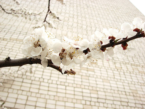 Pequenas Flores de Primavera branca na parede - fotografia de stock