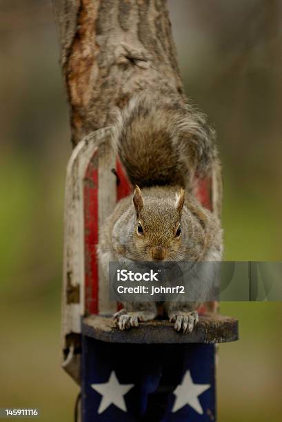 All American Squirrel Stock Photo - Download Image Now - American Culture, American Flag, Animal