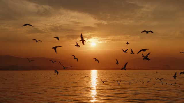 Animal Bird Seagulls Flying in Sunset