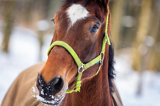 A horse with white spot on the forehead and green halter standing in a paddock on a winter day. White snow and trees in the background.