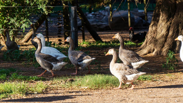istock Flock of geese in the wild 1459111821