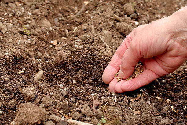 sowing seeds Hand with pot marigold seeds ready to sow in soil outside, pot marigold stock pictures, royalty-free photos & images