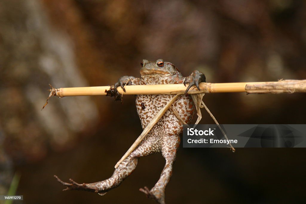 Rã pendurado em uma vara de Bambu - Royalty-free Humor Foto de stock