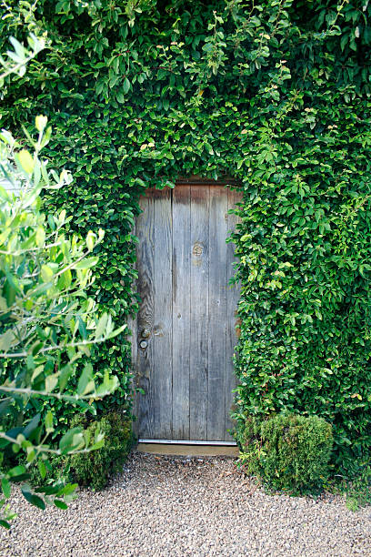 istock Garden Door Overgrown with Vine Leaves 145911342