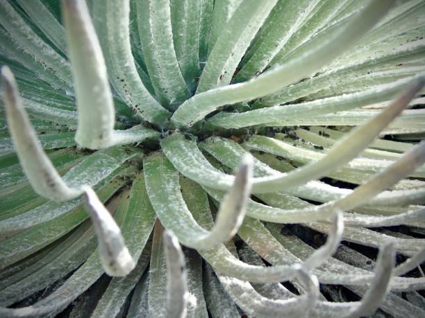 closeup view of the haleakalā silversword plant or ahinahina (argyroxiphium sandwicense) is an endemic plant solely to the island of maui, hawai'i and listed as threatened on the IUCN red list. stock photo