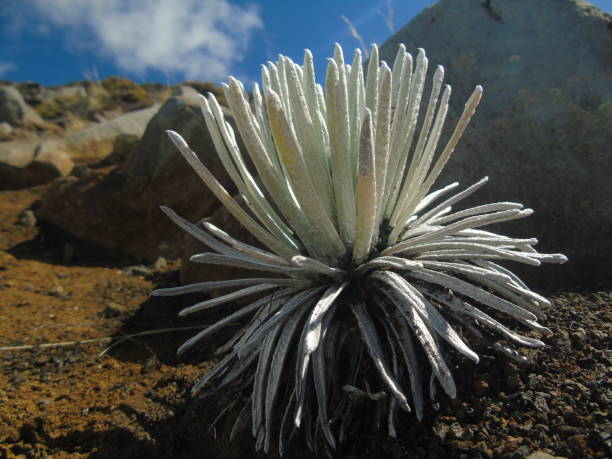 the haleakalā silversword plant or ahinahina (argyroxiphium sandwicense) is an endemic plant solely to the island of maui, hawai'i and listed as threatened on the IUCN red list. stock photo