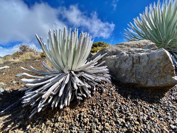 the haleakalā silversword plant or ahinahina (argyroxiphium sandwicense) is an endemic plant solely to the island of maui, hawai'i and listed as threatened on the IUCN red list. stock photo