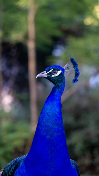 istock Portrait of a blue peacock 1459114254