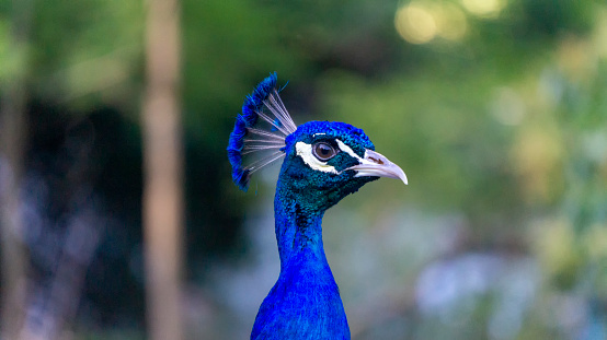 Close view of a blue peacock in a farm at sunset. Taken outdoors in a warm summer afternoon under a clear blue sky