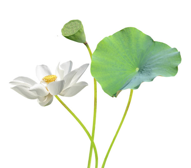 白蓮(スイレン)花 - 水生植物 ストックフォトと画像
