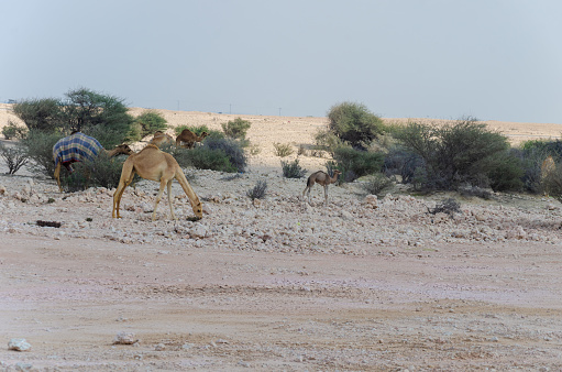 Camels grazing in the desert in Qatar