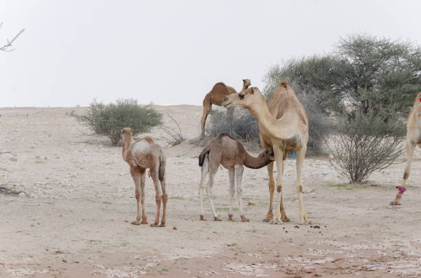 istock Camels grazing in the desert 1459114625