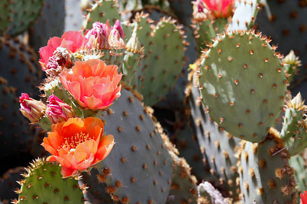 flores del desierto - cactus blooming southwest usa flower head fotografías e imágenes de stock