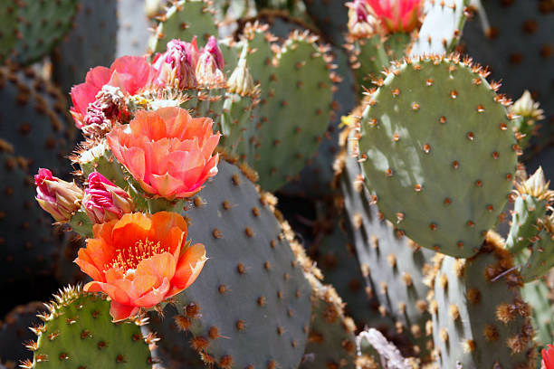 Desert flowers Prickly pear cactus in spring bloom cactus plant needle pattern stock pictures, royalty-free photos & images