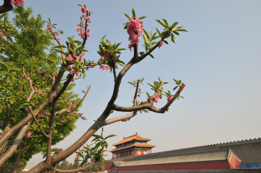 The Forbidden City start to set up in A.D.1406, the Palace Museum have the size courtyard more than 90s and the house contain 980 and add up to 8704.the Palace Museum surroundings surround 12 meters in height, long the Palace Museum wall of 3400 meters, form is one rectangular city defense, there is 52 meter wide moat outside the wall surround, formation a fortress of severe barracks. The Palace Museum has 4 doors, center door Wu door, east door Donghua door, west door Xihua door, north door Shengwu door.