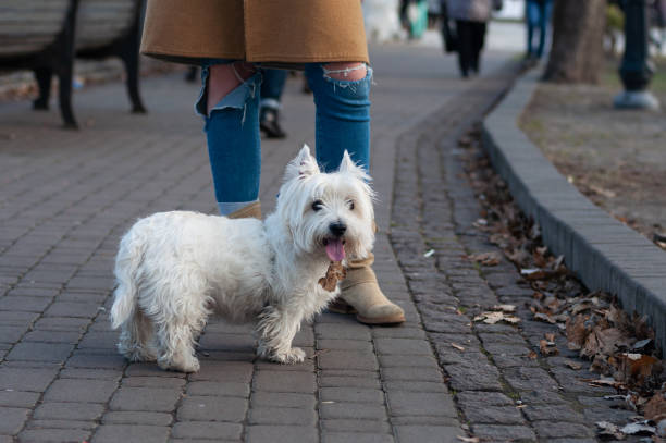 istock West Highland White Terrier (Westie) at walk in spring Mariinskyi park, Kyiv, Ukraine 1459115584