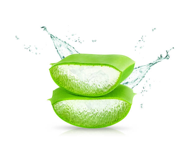 istock Aloe Vera leaf isolated on white background. 1459115695