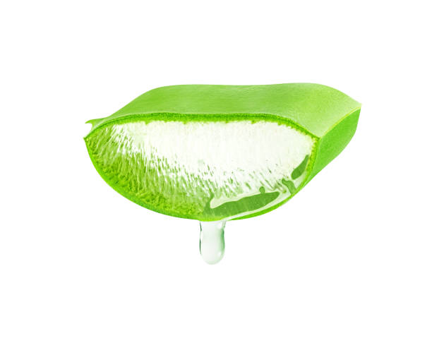 istock Aloe Vera leaf isolated on white background. 1459115717