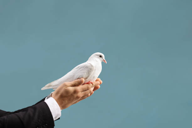 istock Male hand holding a white dove 1459116174