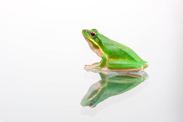zielona żaba na szkle - green treefrog frog common frog tree frog zdjęcia i obrazy z banku zdjęć