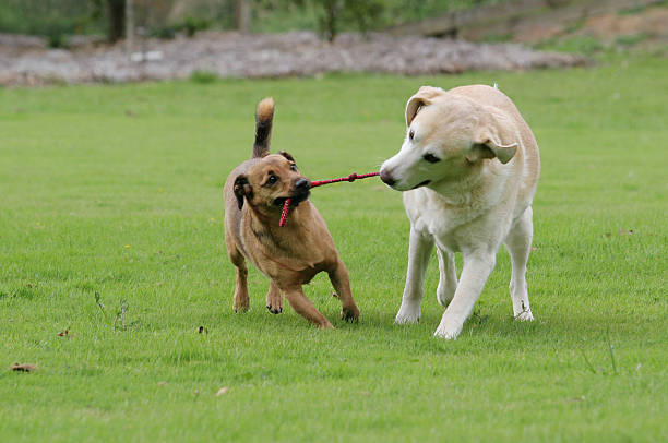 Dogs playing tug stock photo