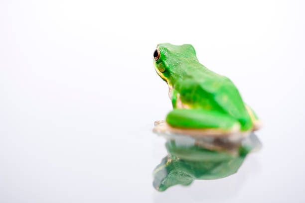 鮮やかなグリーンのカ��エルて先 - green treefrog frog common frog tree frog ストックフォトと画像