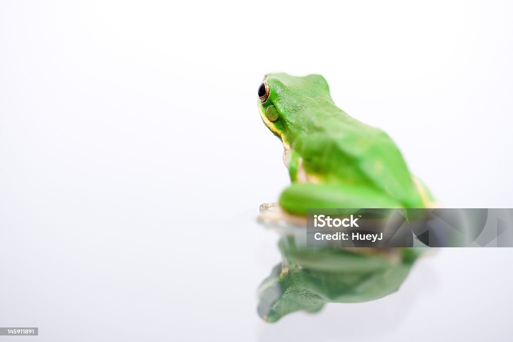 Bright green frog looking away Frog sitting on reflective surface Amphibian Stock Photo
