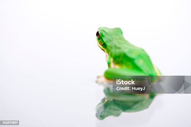 Bright Green Frog Looking Away Stock Photo - Download Image Now - Amphibian, Animal, Animal Wildlife
