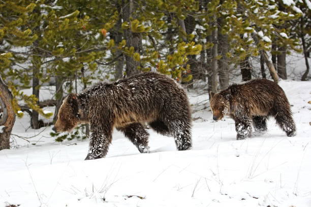 istock Grizzly bear sow and cub in yellowstone 1459119173