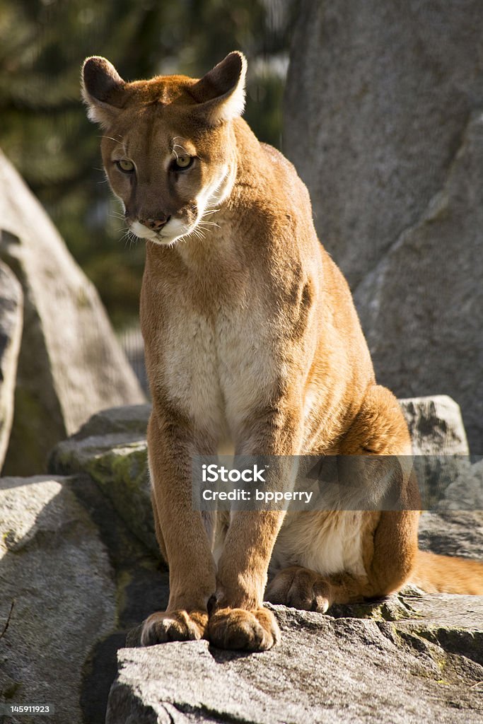 Puma Cougar busca de rapiña - Foto de stock de Animal libre de derechos